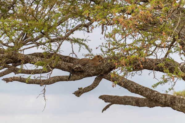 Wild leopard in Serengeti national park. High quality photo