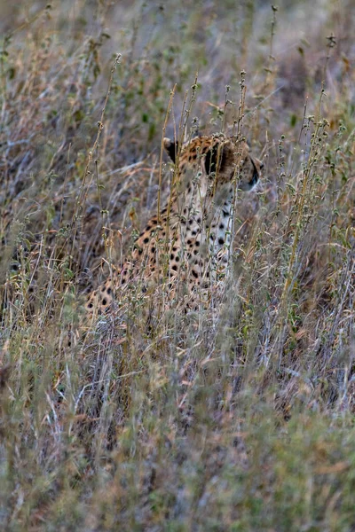 Wild Cheetah Serengeti National Park High Quality Photo — Fotografia de Stock