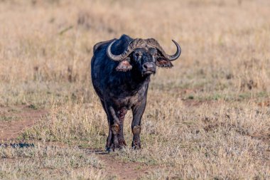 Wild buffalo in Serengeti National Park. High quality photo