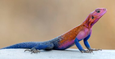 lizard basking in the sun in serengeti national park. High quality photo