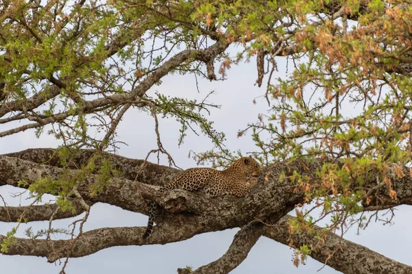 Leopardo Selvatico Nel Parco Nazionale Del Serengeti Foto Alta Qualità — Foto Stock