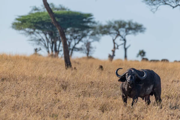 Wild Buffalo Serengeti National Park High Quality Photo — Foto de Stock