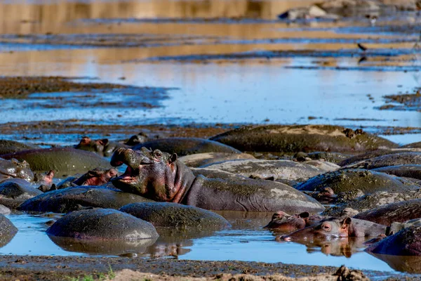 Hippopotame Sauvage Dans Parc National Serengeti Photo Haute Qualité — Photo
