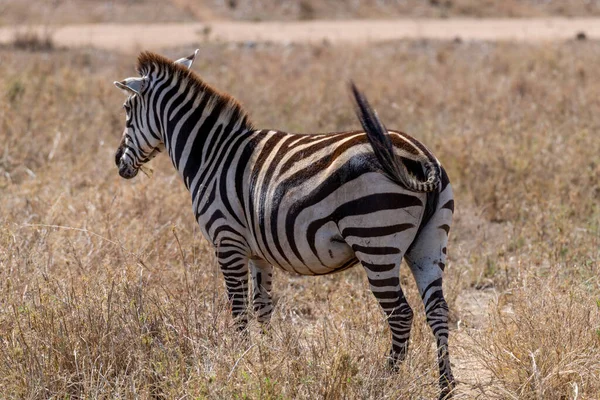 Wild Zebras Serengeti National Park High Quality Photo — Stockfoto