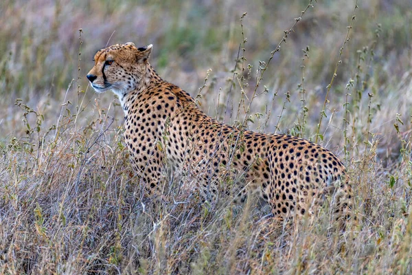Wild Cheetah Serengeti National Park High Quality Photo — стоковое фото