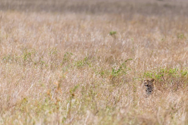 Wild Cheetah Serengeti National Park High Quality Photo — Foto de Stock
