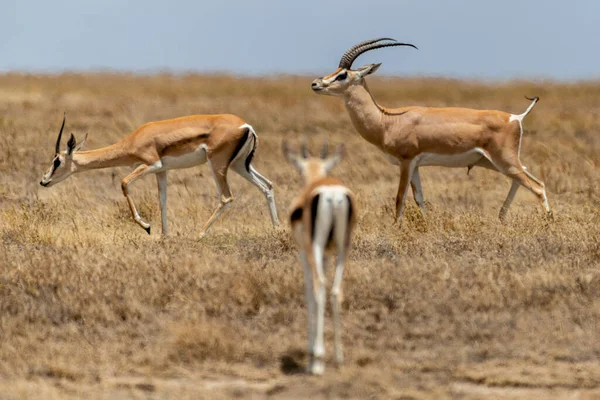 野生汤姆森羚羊在Serengeti国家公园 高质量的照片 — 图库照片