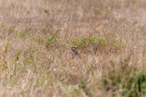 Wild Cheetah Serengeti National Park High Quality Photo — Foto Stock
