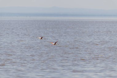 Wild flamingos in the African savannah. High quality photo