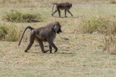 Wild monkeys in the African savannah. High quality photo