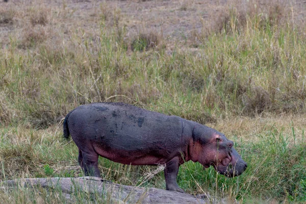 Wild Hippo Serengeti National Park High Quality Photo — Foto de Stock