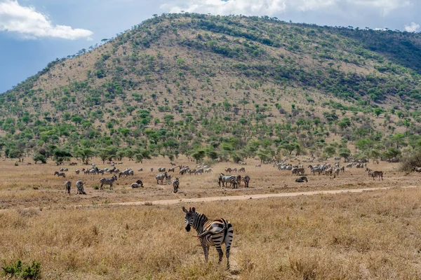 Wild Zebra Serengeti National Park High Quality Photo — Foto de Stock
