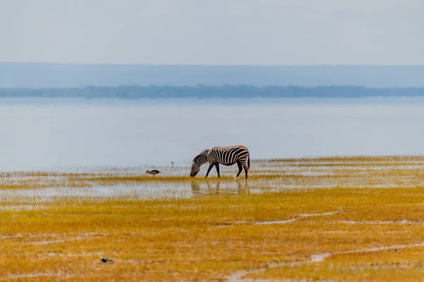 Wild Zebras African Savannah High Quality Photo — Stockfoto
