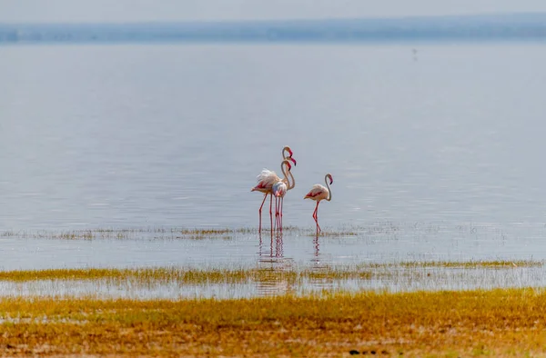 Wild Flamingos African Savannah High Quality Photo — Stock Photo, Image