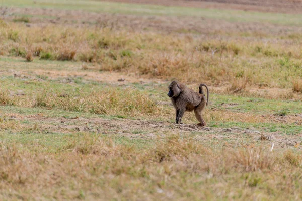 Άγριες Μαϊμούδες Στην Αφρικανική Σαβάνα Υψηλής Ποιότητας Φωτογραφία — Φωτογραφία Αρχείου