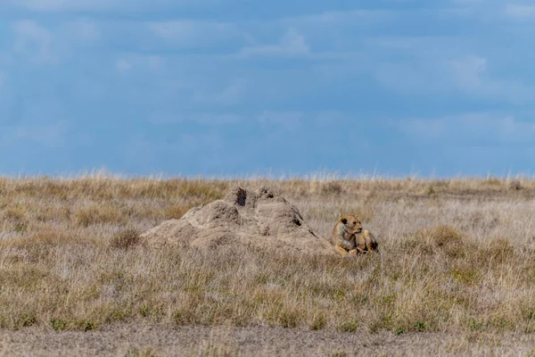 Wild Lioness Serengeti National Park Heart Africa High Quality Photo — Foto de Stock