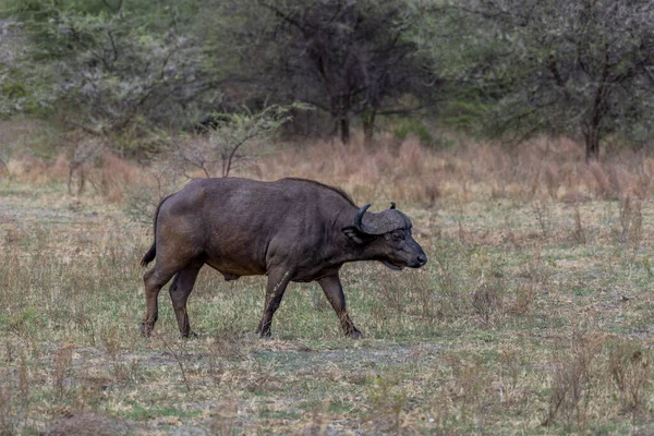 Wild Buffalo Savannah Africa High Quality Photo — Stock fotografie