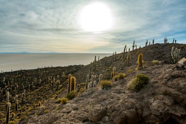 Bolivya altiplanosundaki the Cactus Adası. Yüksek kalite fotoğraf