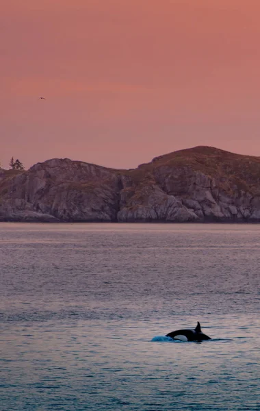 Baleias Assassinas Selvagens Nas Ilhas Lofoten Noruega Foto Alta Qualidade — Fotografia de Stock
