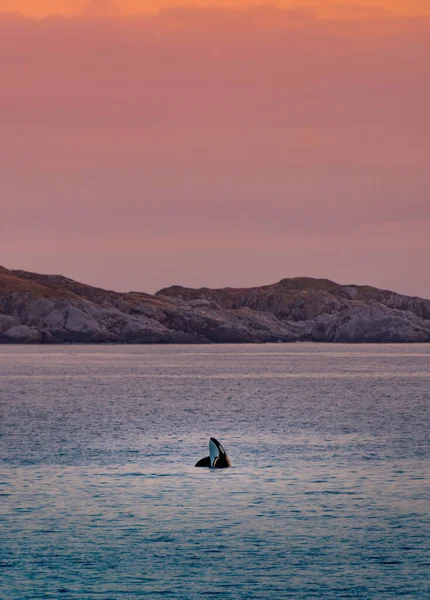 Dzikie Wieloryby Wyspach Lofoten Norwegii Wysokiej Jakości Zdjęcie — Zdjęcie stockowe