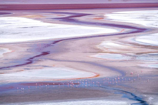 Divoká Fauna Červené Laguně Bolivijském Altiplanu Kvalitní Fotografie — Stock fotografie