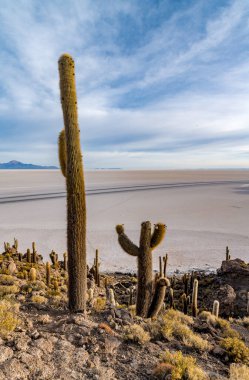 Bolivya altiplanosundaki the Cactus Adası. Yüksek kalite fotoğraf