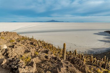 Bolivya altiplanosundaki the Cactus Adası. Yüksek kalite fotoğraf