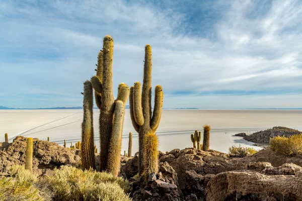 Kaktusový Ostrov Salar Uyuni Bolivijském Altiplanu Kvalitní Fotografie — Stock fotografie