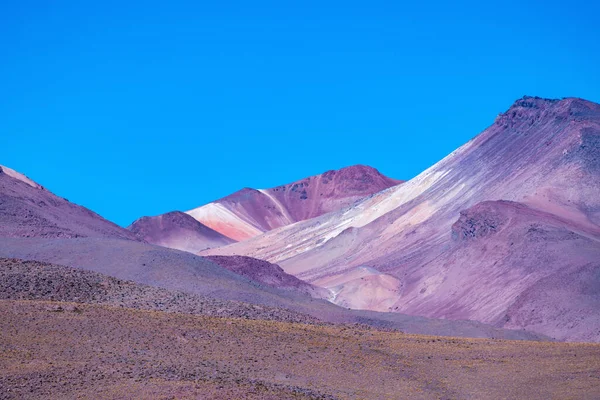Дика Фауна Червоній Лагуні Болівійському Альтіплано Високоякісна Фотографія — стокове фото
