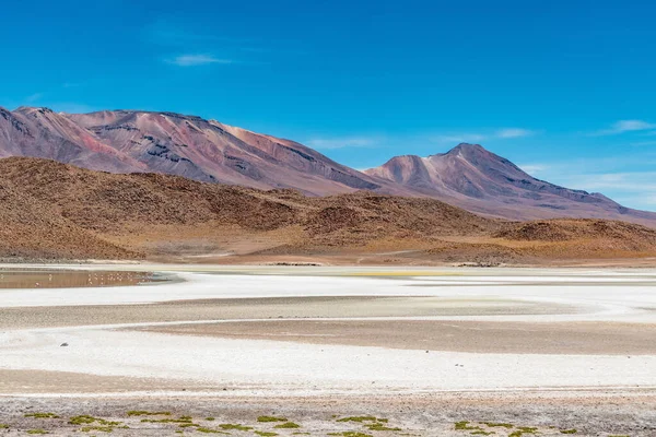 Fauna Selvagem Lagoa Vermelha Altiplano Boliviano Foto Alta Qualidade — Fotografia de Stock