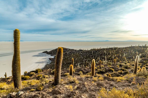 Isola Cactus Nel Salar Uyuni Nell Altipiano Boliviano Foto Alta — Foto Stock