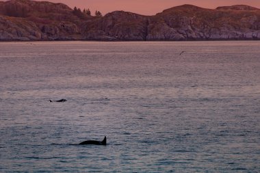 Norveç, Lofoten adalarında vahşi katil balinalar. Yüksek kalite fotoğraf