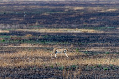 Wild cheetah in serengeti national park. High quality photo