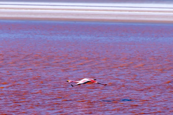 Divoká Fauna Červené Laguně Bolivijském Altiplanu Kvalitní Fotografie — Stock fotografie