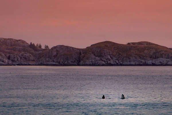 Ballenas Asesinas Salvajes Las Islas Lofoten Noruega Foto Alta Calidad — Foto de Stock