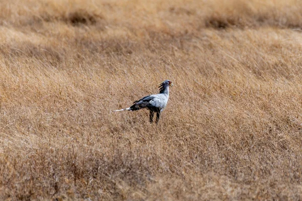 Oiseaux Sauvages Dans Parc National Serengeti Photo Haute Qualité — Photo