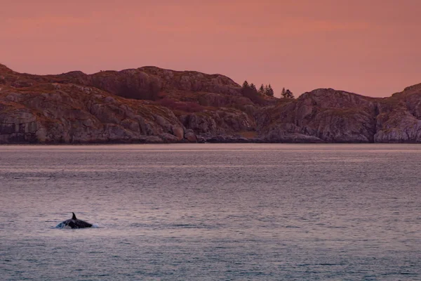 Balene Assassine Selvatiche Nelle Isole Lofoten Norvegia Foto Alta Qualità — Foto Stock
