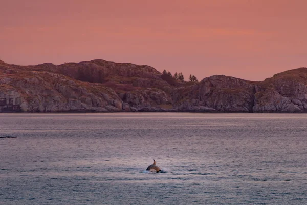 Γριες Φάλαινες Δολοφόνοι Στα Νησιά Λοφότεν Της Νορβηγίας Υψηλής Ποιότητας — Φωτογραφία Αρχείου