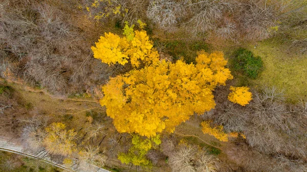 Sonbaharda Pireneler Dağlarında Insansız Hava Aracı Manzaralı Ağaçlar Yüksek Kalite — Stok fotoğraf