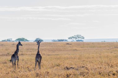 wild giraffes in Serengeti National Park in the heart of Africa. High quality photo