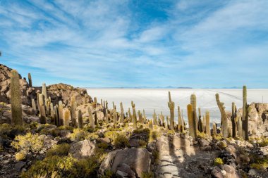 Bolivya altiplanosundaki the Cactus Adası. Yüksek kalite fotoğraf