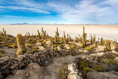Bolivya altiplanosundaki the Cactus Adası. Yüksek kalite fotoğraf