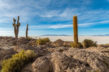 Bolivya altiplanosundaki the Cactus Adası. Yüksek kalite fotoğraf