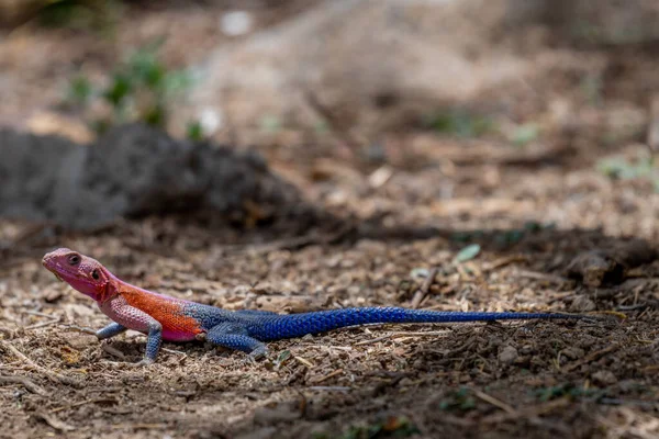 Ящірка Сонці Національному Парку Серенгеті Високоякісна Фотографія — стокове фото