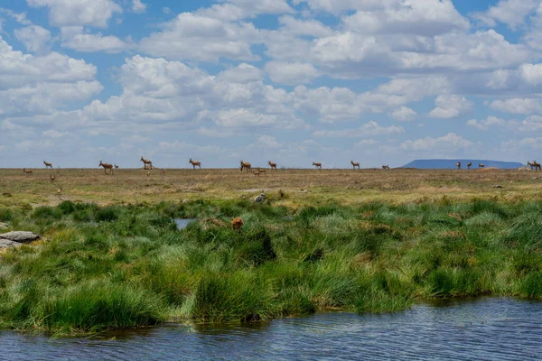 Wild Thomsons Gazelles Serengeti National Park High Quality Photo — Stock Photo, Image
