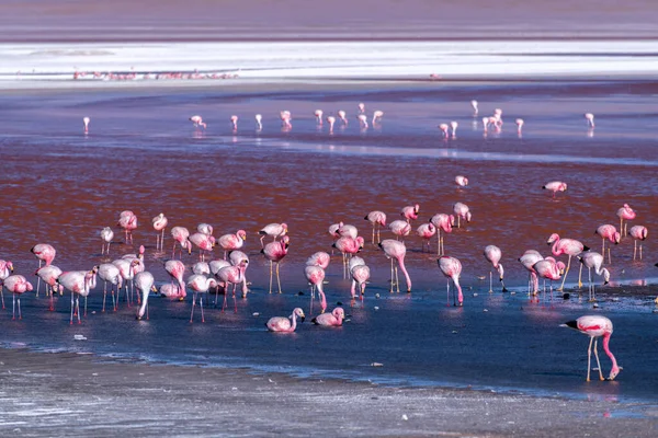 Wild Fauna Red Lagoon Bolivian Altiplano High Quality Photo — Stock Photo, Image