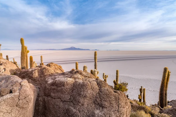 Isla Cactus Salar Uyuni Altiplano Boliviano Foto Alta Calidad — Foto de Stock