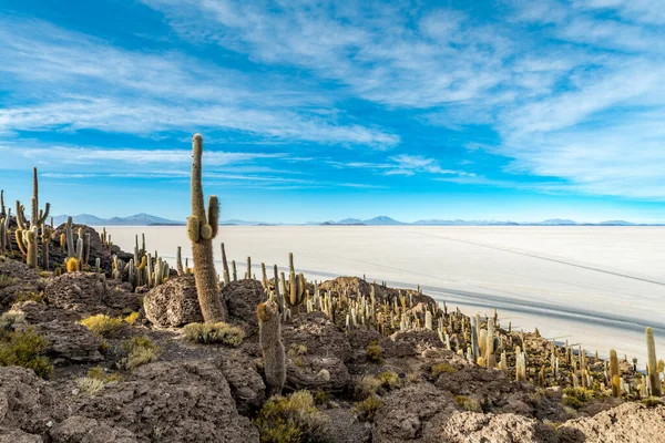 Cactus Ilha Salar Uyuni Altiplano Boliviano Foto Alta Qualidade — Fotografia de Stock