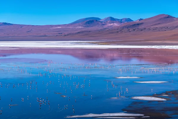 在玻利维亚高原上的红色泻湖中的野生动物 高质量的照片 — 图库照片