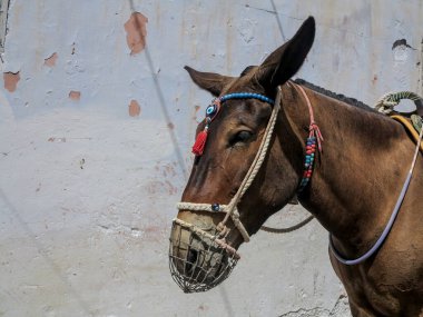 Yunanistan 'ın Santorini adasında eşekler. Yüksek kalite fotoğraf